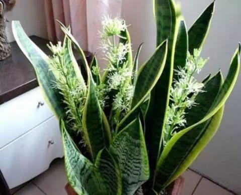 虎皮兰几年开一次花 养虎皮兰容易得癌症