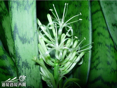 虎皮兰6月开花不是好兆头 虎皮兰开花的迷信说法