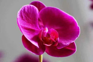 蝴蝶兰能活过夏天吗 家里千万不能养蝴蝶兰花