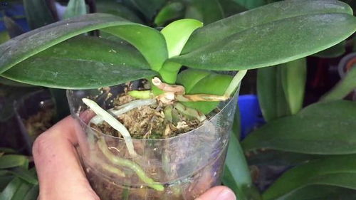 蝴蝶兰夏天出花剑要剪吗 蝴蝶兰开后花箭不用剪