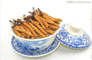 虫草泡水一次几根 正常人一天吃几根虫草