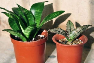 虎皮兰怎么浇水 一次浇多少水 虎皮兰爱喝三种水