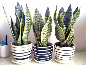 虎皮兰扦插后几天浇水 虎皮兰夏天扦插成活吗