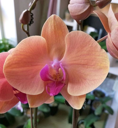 蝴蝶兰烂心了怎么办 蝴蝶兰腐烂图片大全