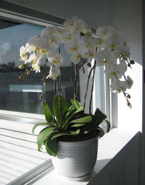 蝴蝶兰怎样浇水不烂根 蝴蝶兰喷水还是浇水