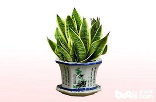 虎皮兰寓意与风水 四种人不宜养虎皮兰