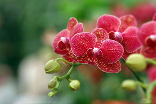 蝴蝶兰象征着什么人 蝴蝶兰什么颜色招财