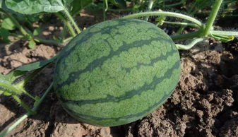 西瓜怎么看公母 西瓜分公母最准确方法