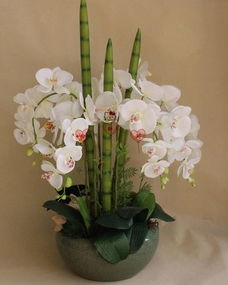 蝴蝶兰风水摆放禁忌 蝴蝶兰不适合什么属相