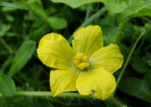西瓜只有雄花没雌花怎么补救 西瓜不出雌花有何对策