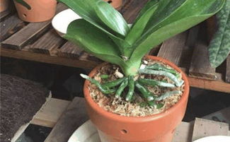 蝴蝶兰需要什么营养 怎样种植蝴蝶兰