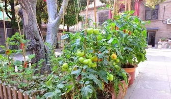 西红柿的修剪方法 西红柿打叉掐尖图解