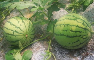 西瓜如何整枝打杈留瓜 西瓜管理技术打叉