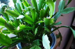 蟹爪兰怕不怕晒太阳 蟹爪兰隔着玻璃晒太阳开花吗