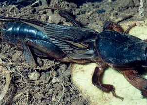 蝼蛄多少钱一斤 蝼蛄干货多少钱一斤