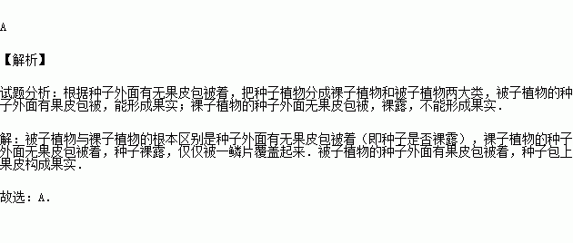 被子和裸子植物的区别 裸子植物的口诀