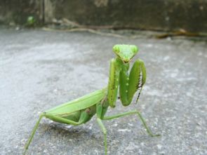 螳螂吃什么才能养活 抓了一只螳螂怎么养