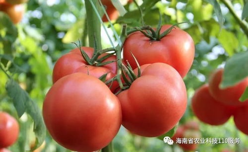 西瓜怎么掐尖打杈图解 西瓜什么时候掐头最好