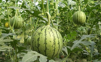 西瓜不授粉可以结果吗 西瓜结了小果就掉了