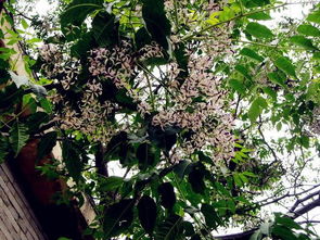 路边树上开的白色大花 一种高大的树上白色的大花