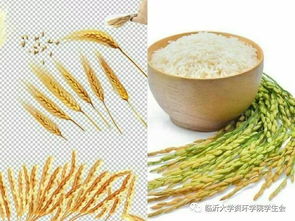 豇豆和豆角有区别吗 为什么南方人叫豇豆为豆角