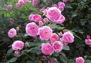 超微月季的优缺点 粉超微月季图片