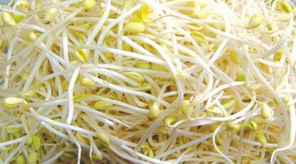 让水培豆芽长得又快又好的建议 豆芽长得又快又好的建议有哪些