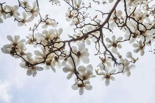 象征唯一忠贞不渝的花 寓意相守一生的花