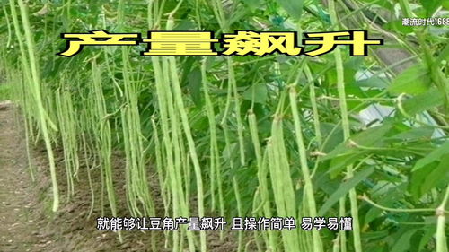 豆角种植技术与管理方法 豆角从种到收需要多少天