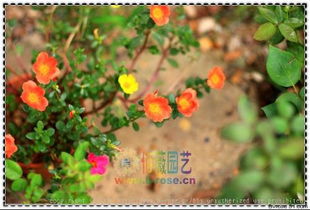 象征自由洒脱的花 象征着自由与勇敢的花