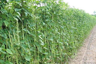 豆角是什么茎 豆角是攀缘茎还是缠绕茎