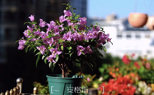 观赏性最高的三角梅 养三角梅盆越大越好
