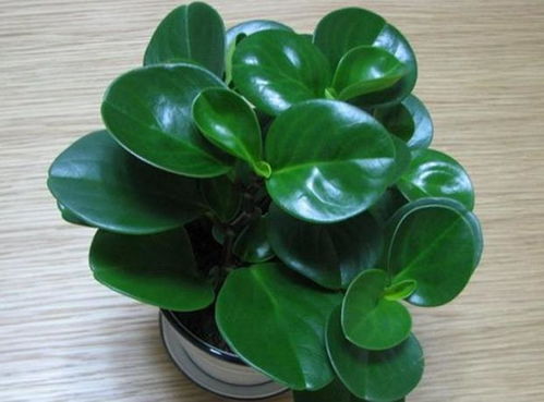 豆瓣绿为什么不能放在家里 豆瓣绿一棵怎么爆盆