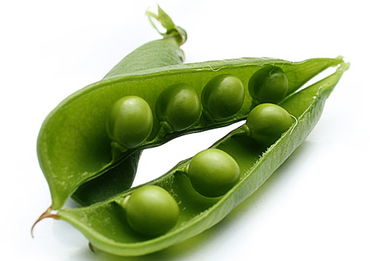 豌豆发芽的过程七天图 怎样发豌豆芽最简单又好