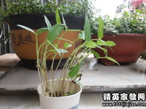 豆芽观察日记七天带图 豆芽发芽图片作业图