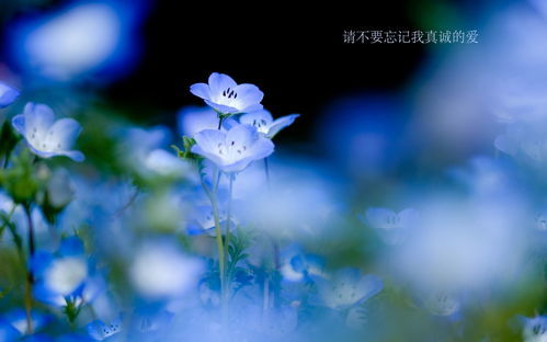 象征平安的花 象征着自由和救赎的花