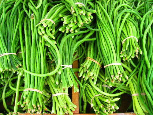 豇豆八月份可不可以种 豇豆最晚几月份种