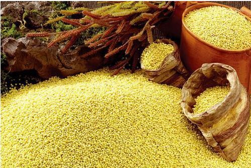 谷子是水稻还是小米 黍和稷哪个是小米