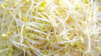 豆芽1~13天的变化 观察豆芽的记录表13天