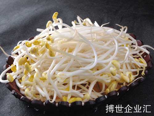 豆芽又快又好的建议 水培豆芽长得又快又好的建议
