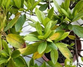 解决黄叶最好的办法 黄叶变绿最快方法
