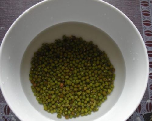 豆芽的生长过程图片7天 观察豆芽的记录表13天