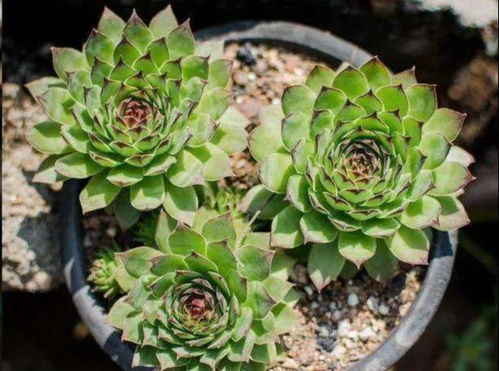 观音莲夏天的养殖方法和注意事项 观音莲夏天休眠吗