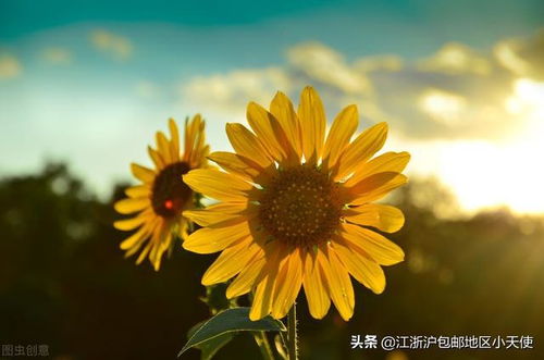 送异性向日葵代表什么 向日葵代表暗恋吗