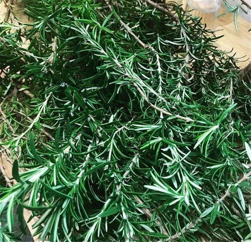 迷迭香对女生的危害 家里放迷迭香不吉利