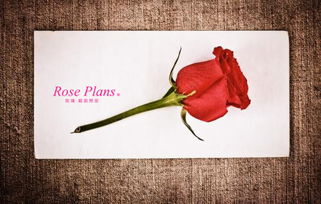 追女生第一次送花送什么样的 给没确定关系的女生送花