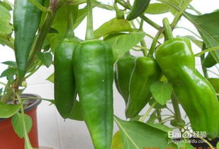 辣椒8立秋可以种吗 辣椒适合几月份播种