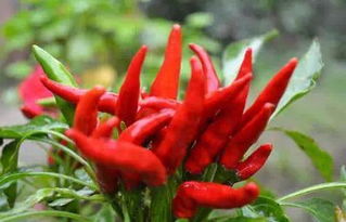 辣椒种子泡多长时间最好 中国最好的辣椒种子