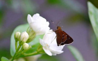 送君茉莉请君莫离全诗 不可以乱送茉莉花