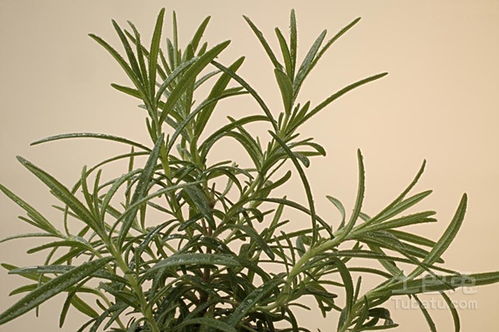 迷迭香的危害及副作用 迷迭香的毒性